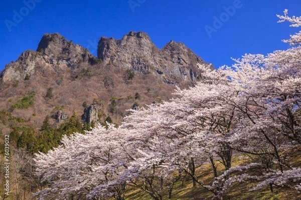 Fototapeta Cherry tree and Mt. Myogi in spring