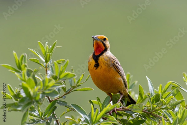 Obraz Cape Longclaw Macronyx capensis