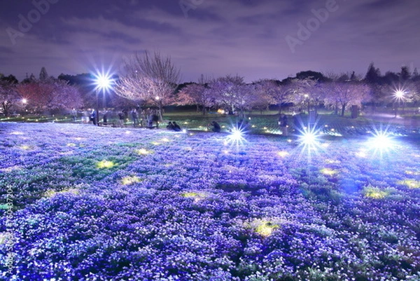Fototapeta 舎人公園のライトアップとネモフィラ畑