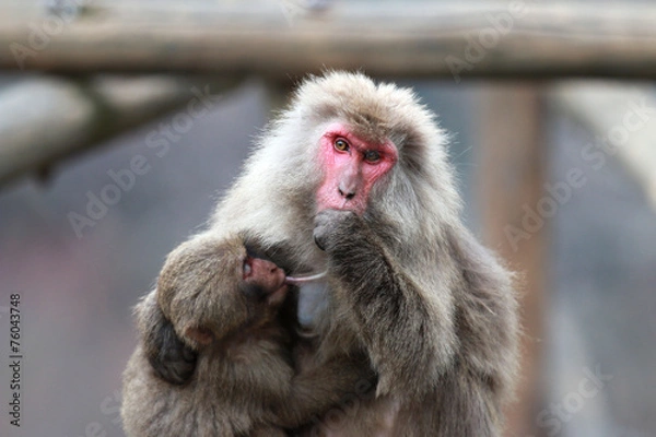 Fototapeta 猿
