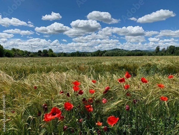 Fototapeta Primavera