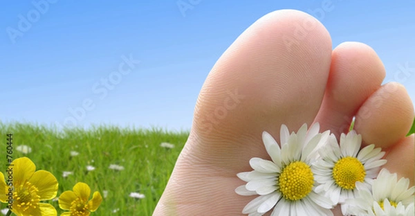 Obraz piedpaqueretteboutondor