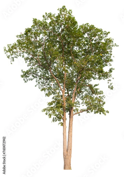 Fototapeta tree image dicut and removed original background, PNG transparent 