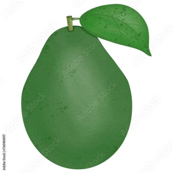 Obraz Avocado hand drawn fruit
