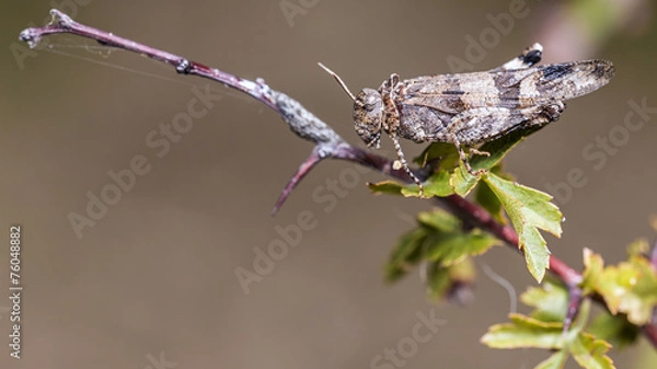 Fototapeta Grasshopper