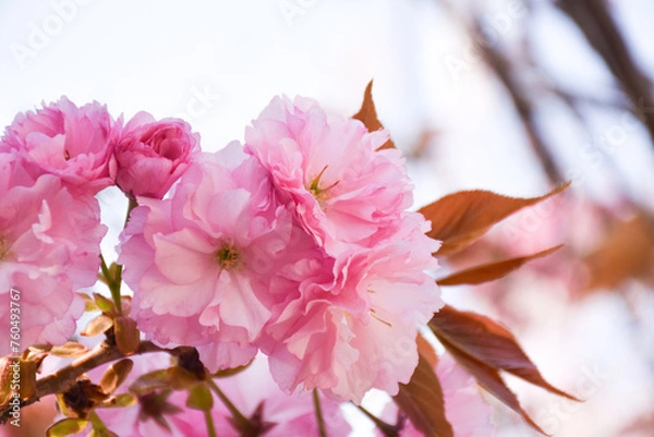 Obraz 八重桜の花と葉