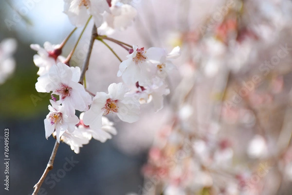 Obraz 一朶の垂れ下がる枝垂れ桜