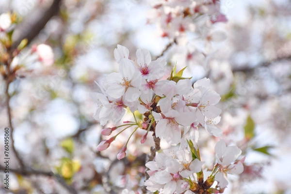 Obraz 一朶の桜、ソメイヨシノの花とつぼみと葉