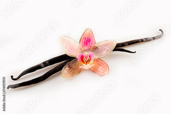 Fototapeta vanilla sticks with a delicate jelly vanilla orchid flower on white background