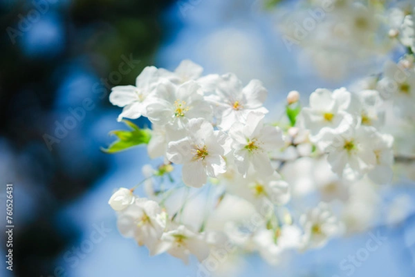 Fototapeta 東京の公園に咲く美しい桜の花
