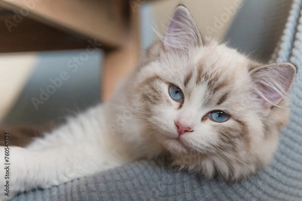 Fototapeta Adorable Ragdoll kitten with bright blue eyes and soft fluffy fur. This gentle and affectionate breed is known for its calm temperament, silky coat, and sweet expression. Perfect for themes of pets, 
