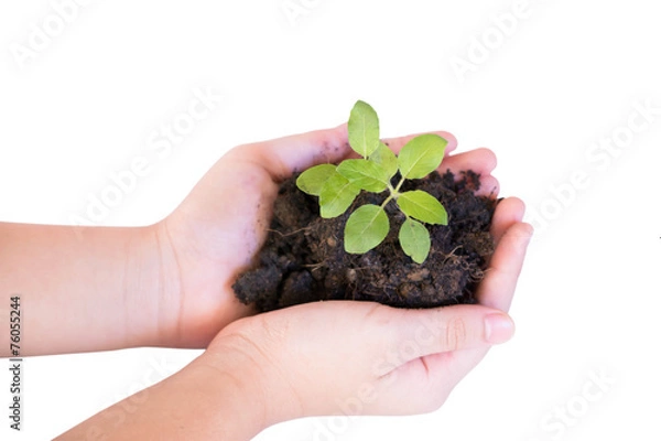 Obraz Young plant in hand