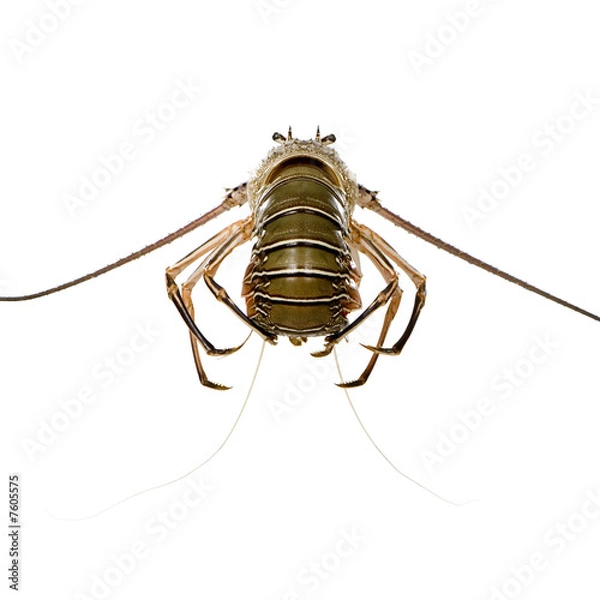 Fototapeta Spiny lobster - Palinuridae