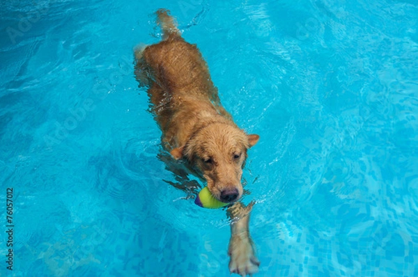 Obraz Swimming Golden Retriever