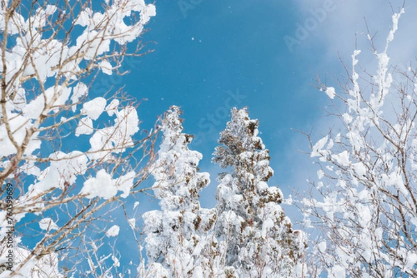 Fototapeta 冬の木