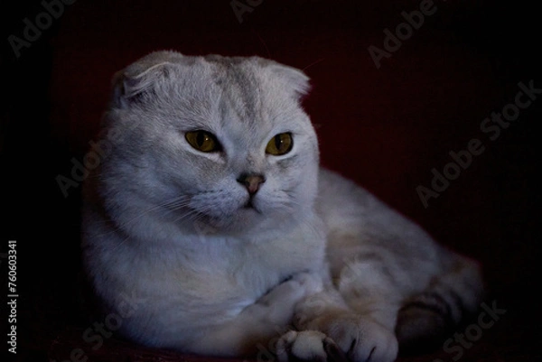 Obraz portrait of a cat