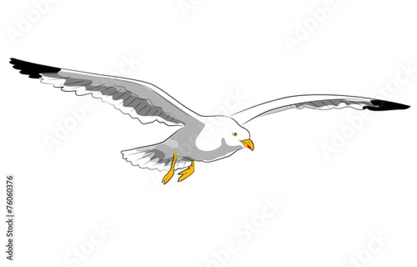 Obraz fliegende möwe