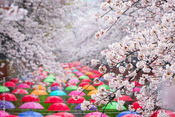 Obraz Cherry blossom in spring in Korea is the popular cherry blossom viewing spot, jinhae South Korea..