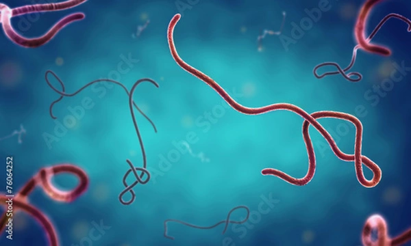 Obraz ebola virus