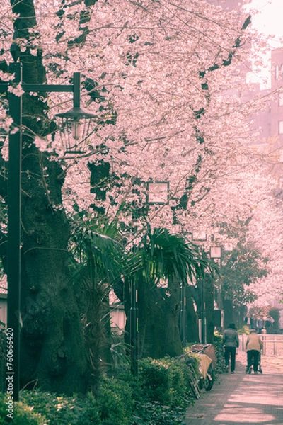 Obraz 神田川の桜