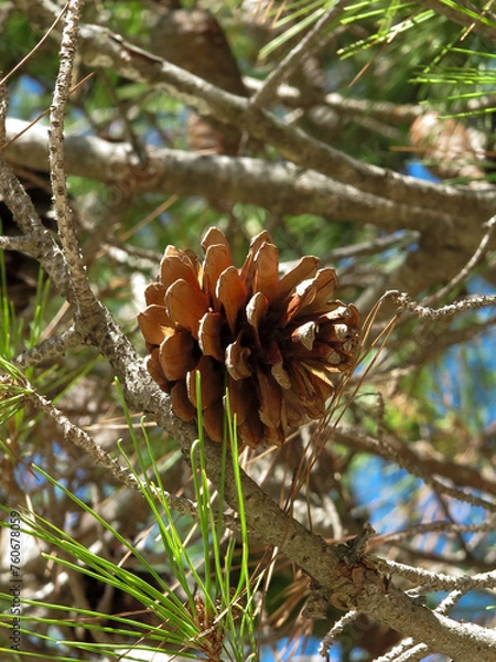 Obraz Pine cone on a branch