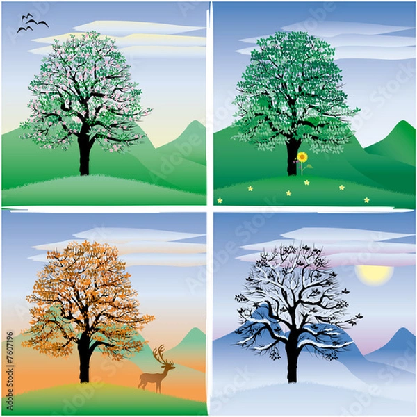Obraz tree through the four seasons
