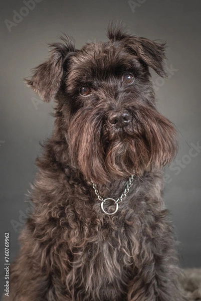 Obraz Miniature Schnauzer