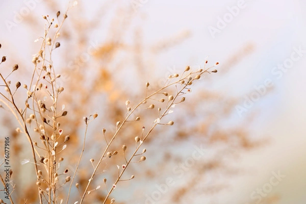 Obraz Suszone kwiaty na jasnym tle