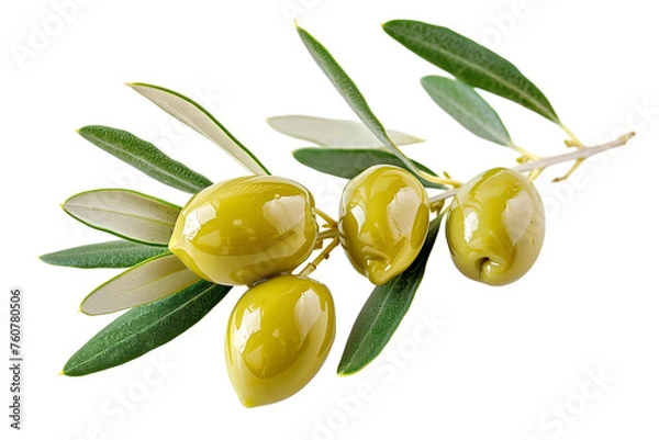 Obraz Close up an olive branch with leaves and a few shiny green olives isolated on white background
