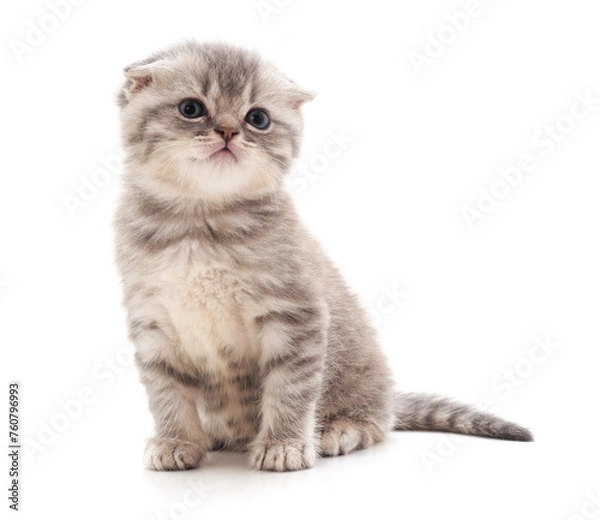 Fototapeta Small gray kitten.