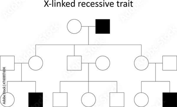 Obraz Pedigree. X-linked recessive trait.