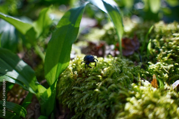 Obraz beetle on the grass