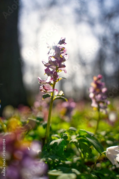 Obraz flowers in spring