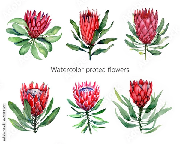 Fototapeta watercolor isolated illustration of protea flowers on white background