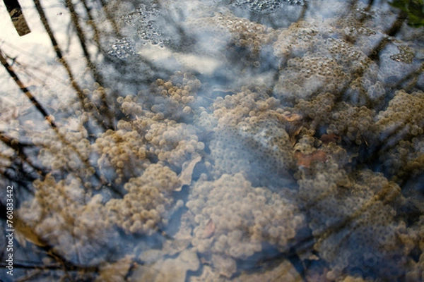 Obraz close up of frog eggs