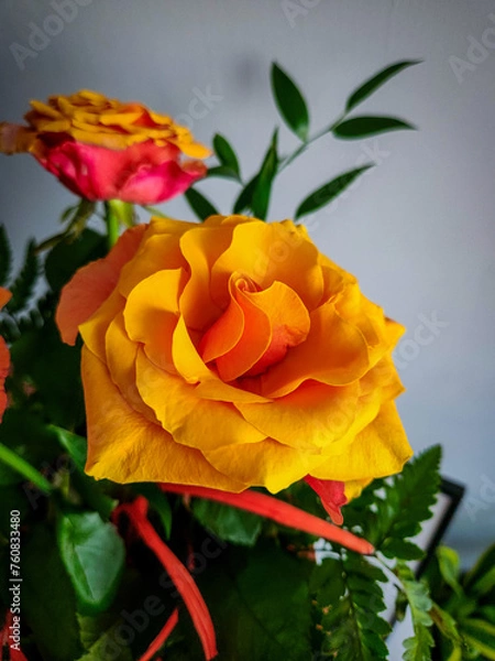 Fototapeta 67867867876