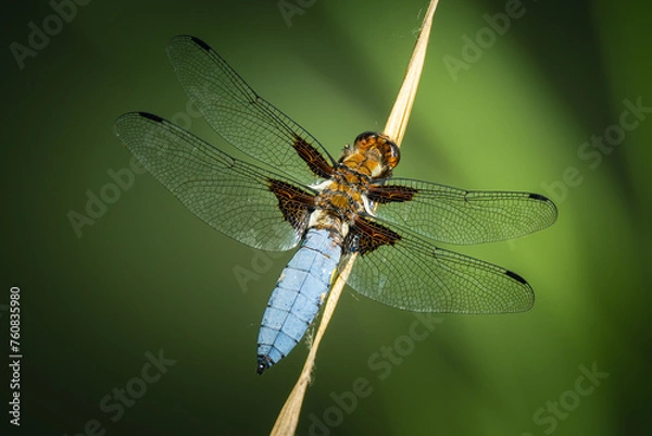 Fototapeta Broad-bodied chaser (Libellula depressa) perched on a reed, vibrant green background