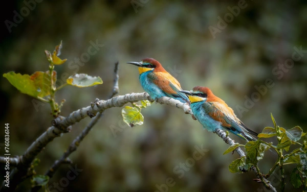 Fototapeta Pair of European Bee-eaters (Merops apiaster) on a leafy branch, bokeh backdrop