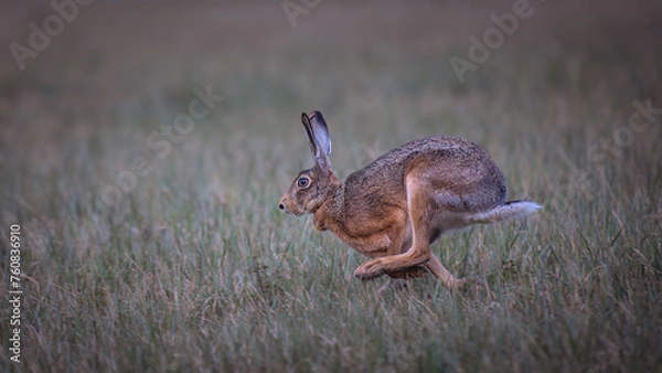 Fototapeta European Hare (Lepus europaeus) in motion across the field