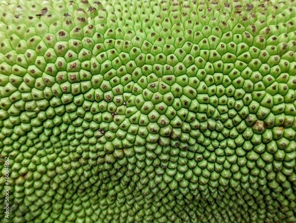 Fototapeta Close up of a jackfruit