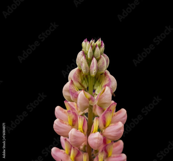 Fototapeta Lupinenspitze - Close up