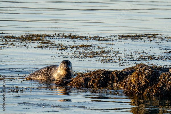 Obraz seal on the beach