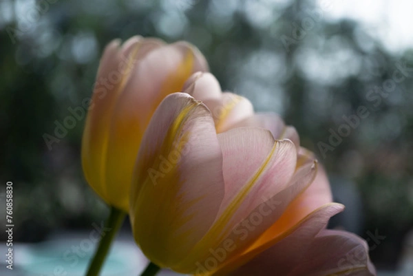 Obraz Tulpenblüte in der Sonne