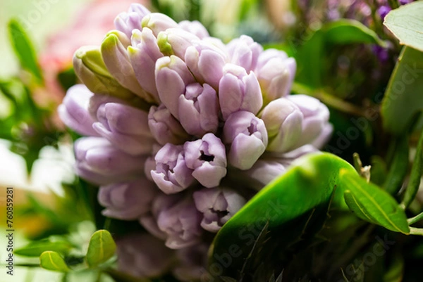 Obraz Hyazinthe - Close up