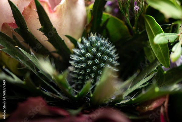 Fototapeta Diestelblüte