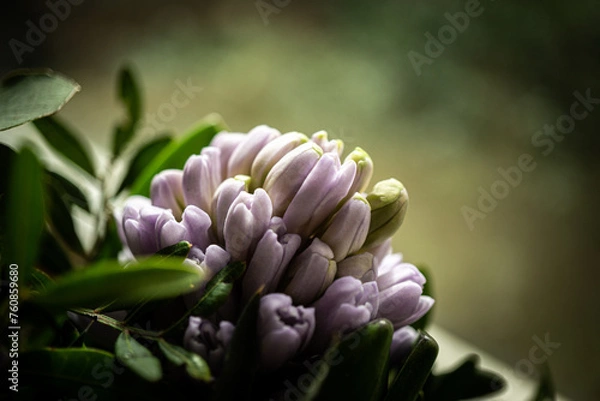 Fototapeta Hyazinthe - Close up