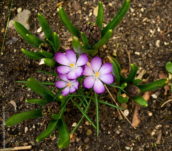 Fototapeta Krokusse im Beet