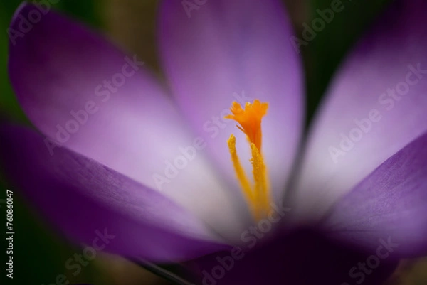 Fototapeta inside a krokus