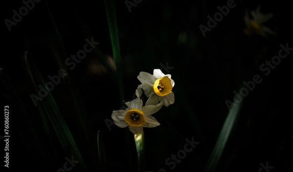 Obraz Osterglocke im Schatten
