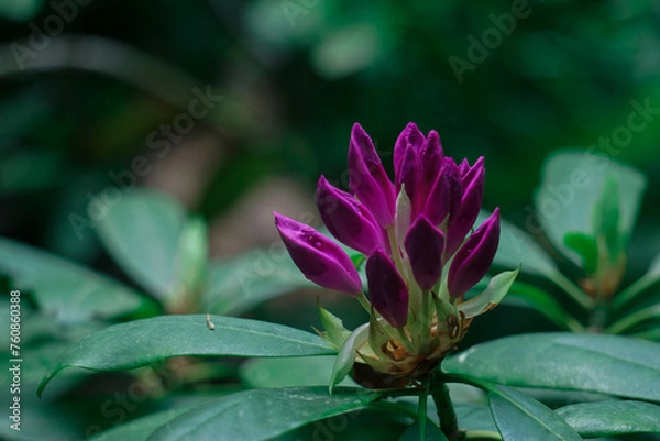 Obraz tropische Blüte